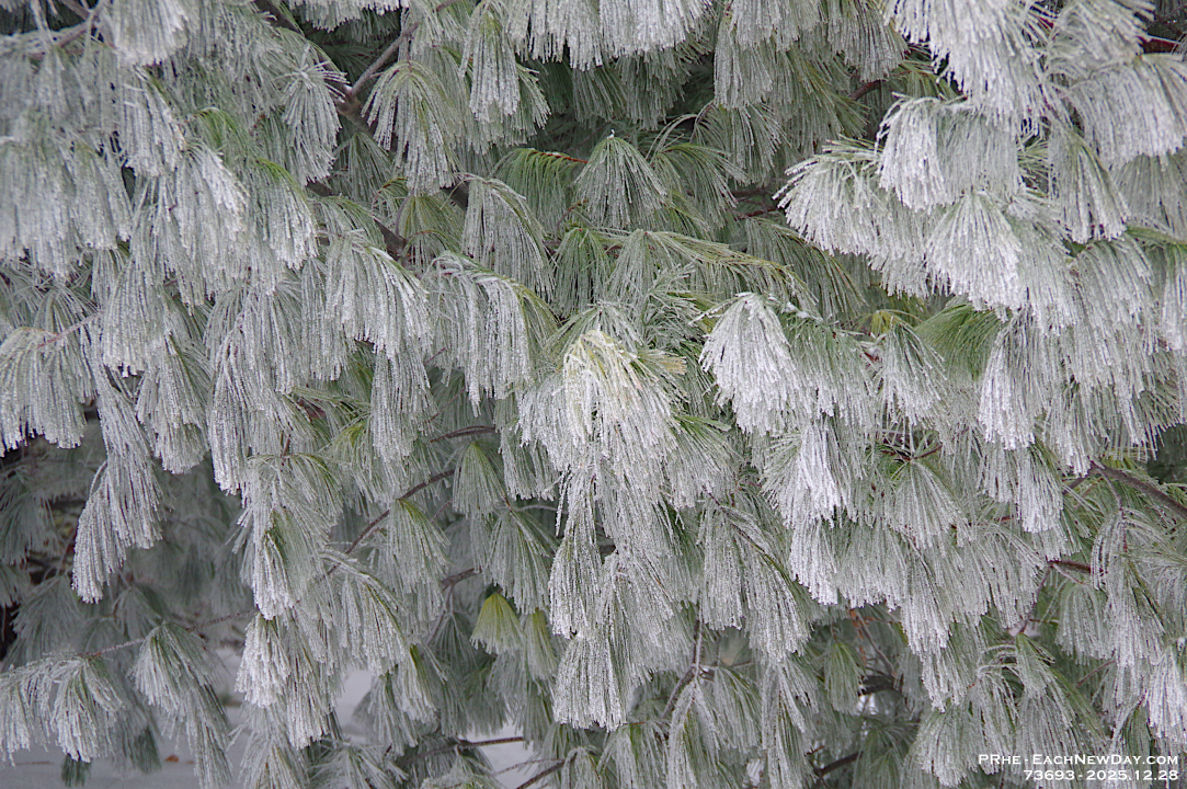 73693LeUse - Enjoying the hoar frost and freezing rain